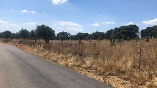 Land for sale in Tomar, Portugal — €13,000