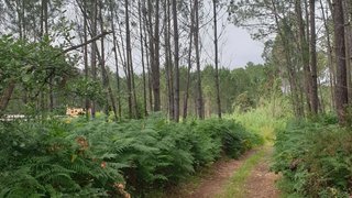 Terreno de 3800 m² em Leiria