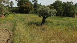 Land for sale in Alcanena, Portugal — €10,000