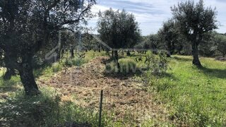 Terreno de 750 m² em Castelo Branco