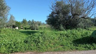 Land for sale in Tomar, Portugal — €60,000