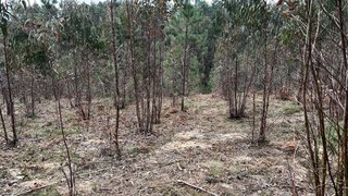 Terreno em Pombal