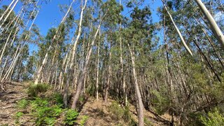 Land for sale in Pombal, Portugal — €2,900