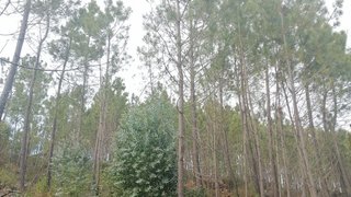 Terreno para venda em Sertã, Portugal — 15 000 €