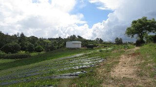 Land for sale in Alcobaça, Portugal — €100,000