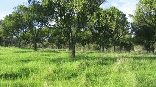 Land for sale in Torres Novas, Portugal — €180,000