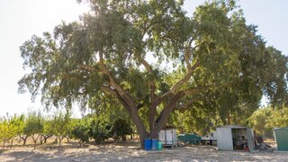 Land for sale in Coruche, Portugal — €165,000