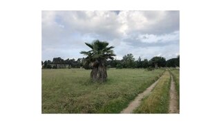 Terreno em Benavente