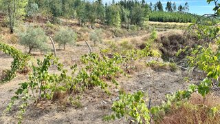 Land for sale in Proença-a-Nova, Portugal — €35,000