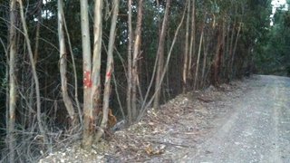 Land for sale in Figueiró dos Vinhos, Portugal — €10,000