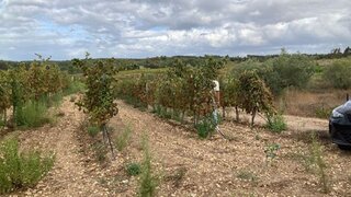 Land for sale in Alpiarça, Portugal — €27,500