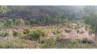 Land for sale in Mação, Portugal — €6,500