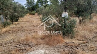 Terreno de 2250 m² em Castelo Branco