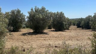 Land for sale in Torres Novas, Portugal — €22,500