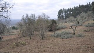 Land for sale in Ferreira do Zêzere, Portugal — €45,000