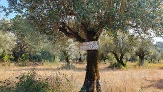 Land for sale in Tomar, Portugal — €5,000