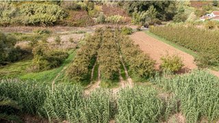 Land for sale in Alcobaça, Portugal — €10,000