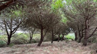 Terreno em Caldas da Rainha