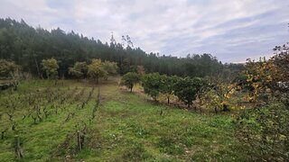 Land for sale in Pombal, Portugal — €55,313