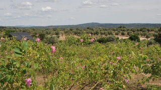 Terreno de 160 000 m² em Castelo Branco