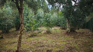 Terreno em Caldas da Rainha · 1982 m² · 38 950 €
