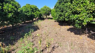 Land for sale in Alpiarça, Portugal — €58,000