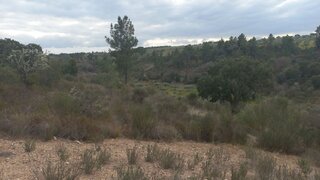Terreno de 62 500 m² em Castelo Branco