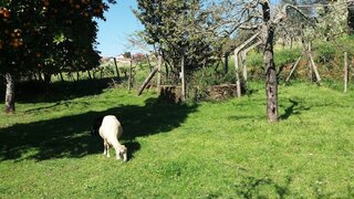 Land for sale in Sertã, Portugal — €160,000