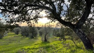 Land for sale in Idanha-a-Nova, Portugal — €28,000