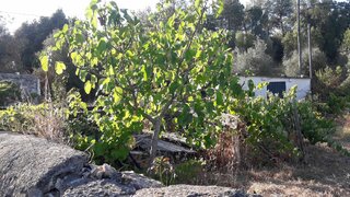 Land for sale in Abrantes, Portugal — €29,500