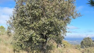 Terreno para venda em Celorico da Beira, Portugal — 90 000 €