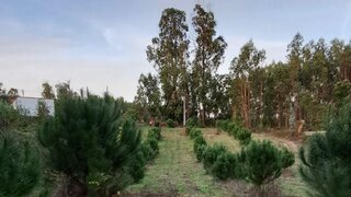 Terreno em Tondela