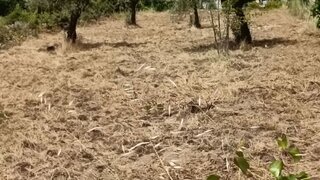 Terreno em Pinhel