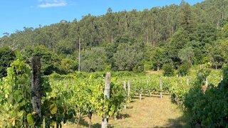 Land for sale in Ponte de Lima, Portugal — €100,000