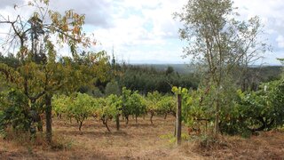 Land for sale in Carregal do Sal, Portugal — €30,000