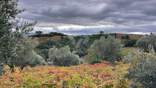 Land for sale in Peso da Régua, Portugal — €225,000