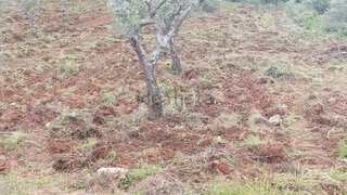 Terreno em Torre de Moncorvo