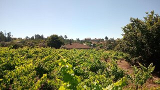 Land for sale in Penalva do Castelo, Portugal — €60,000