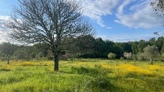 Terreno de 25 000 m² em Viseu