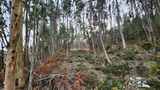 Land for sale in Tondela, Portugal — €10,000