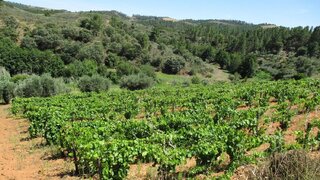 Land for sale in Murça, Portugal — €37,000
