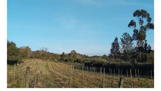 Terreno em Penalva do Castelo