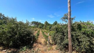 Terreno de 3000 m² em Vila Real