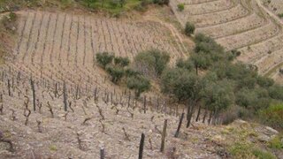 Land for sale in São João da Pesqueira, Portugal — €60,000