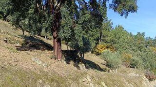 Terreno em Tabuaço