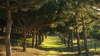 Land for sale in Carregal do Sal, Portugal — €350,000