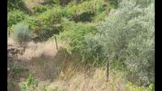 Terreno em Alijó