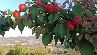 Land for sale in Vila Flor, Portugal — €140,000