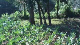 Land for sale in Ponte de Lima, Portugal — €34,000