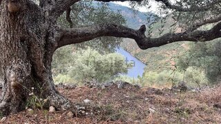 Terreno em Alijó